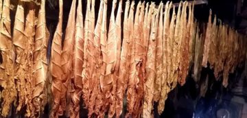 Post-Harvest Tobacco Processing. Drying and Fermentation